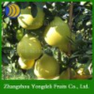 Guanxi Fresh Honey Pomelo