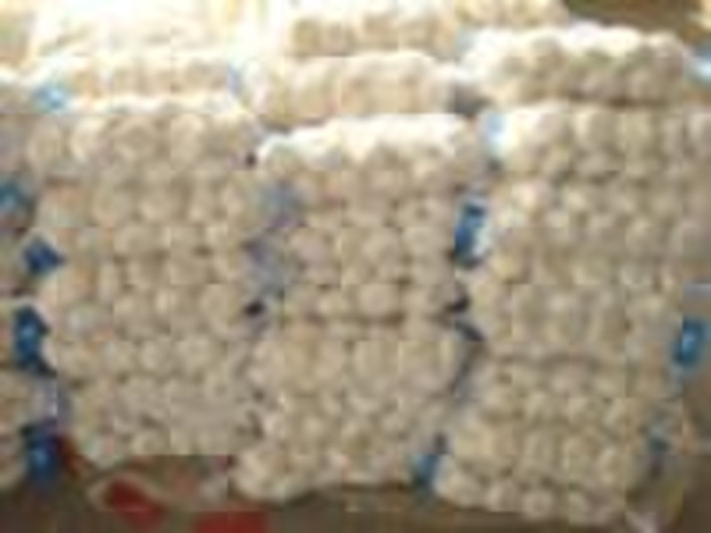 Cold-stored Garlic
