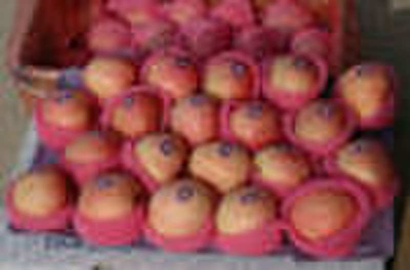 red fuji apples supplied