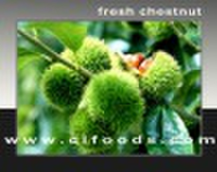 fresh chestnut