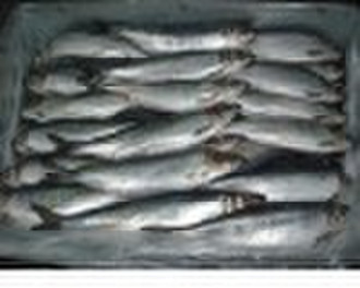 Frozen Herring Fish