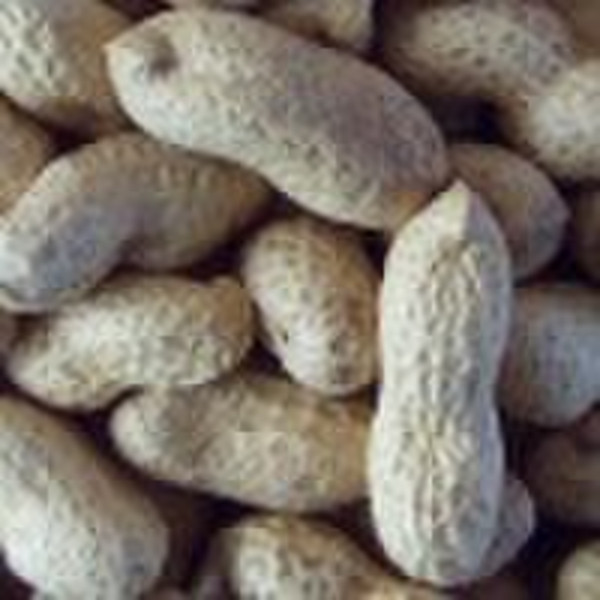 Chinese Raw Peanut in Shell