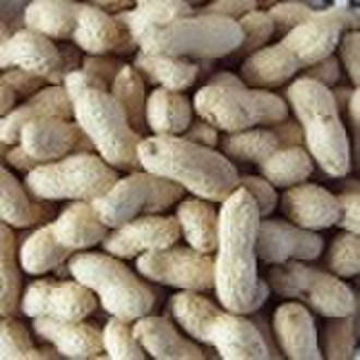 chinese groundnut