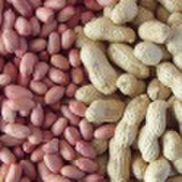 Chinese raw peanut kernel