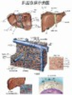 3D Anatomical Chart