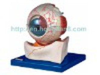 Eyeball(anatomical model)