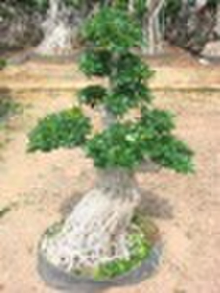 Ficus Microcarpa