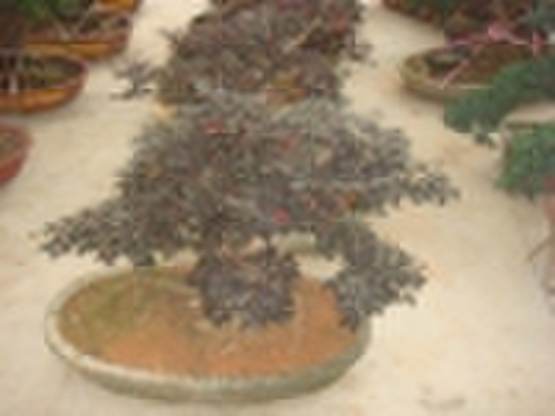 Lorpetalum chinense var. rubrum, bonsai