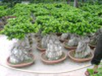 Chinesische Feige, Ficus Bonsai, Ficus Baum,