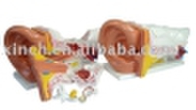 anatomical ear model