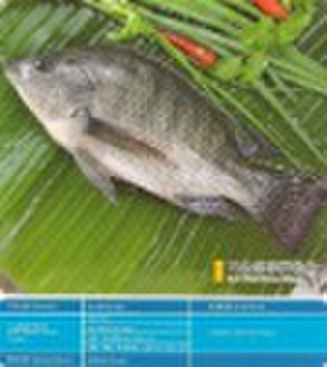 G&S Whole Frozen Tilapia