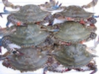 swimming crab