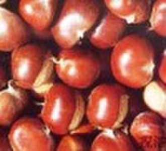 chestnut