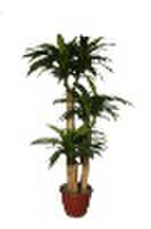 人工树和dracaena fragrans模仿t