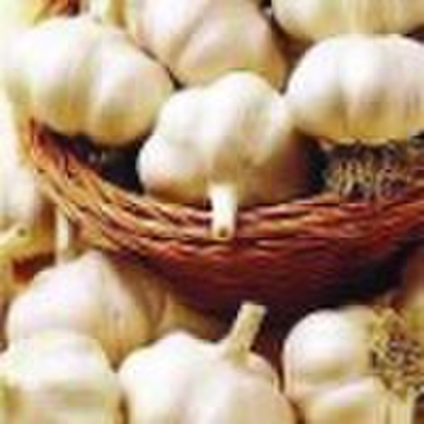 fresh normal white garlic