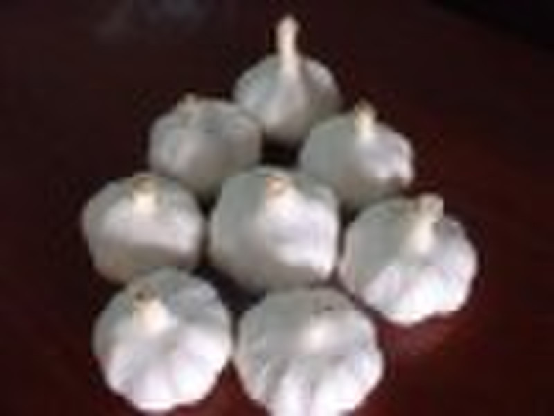 fresh normal white garlic