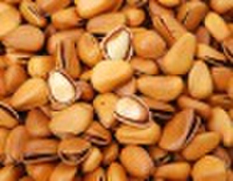 Pine nut