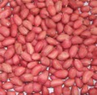 Chinese Red Skin Peanut Kernel