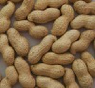 Chinese Peanut Inshell