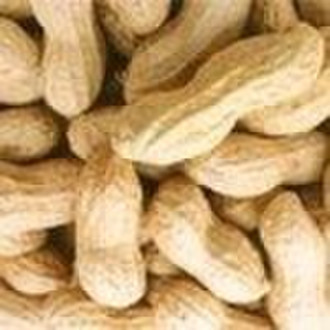 Chinesische Peanuts Inshell