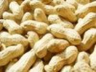 Peanuts with shell