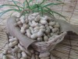 Chinese peanut in shell