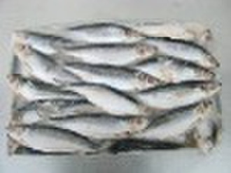 atlantic herring