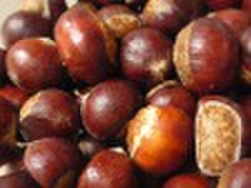 Zhejiang fresh chestnut