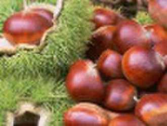 fresh chinese chestnuts