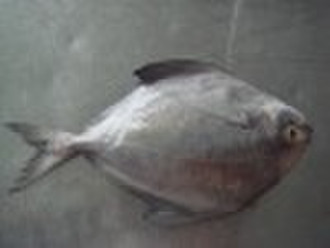 黑Pomfret