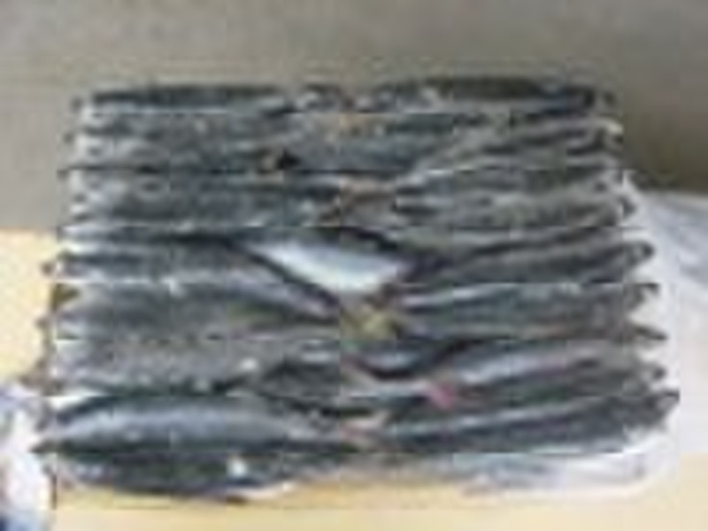 Pacificus Mackerel