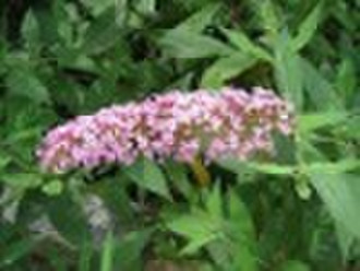 Buddleia davidii French  agriculture products