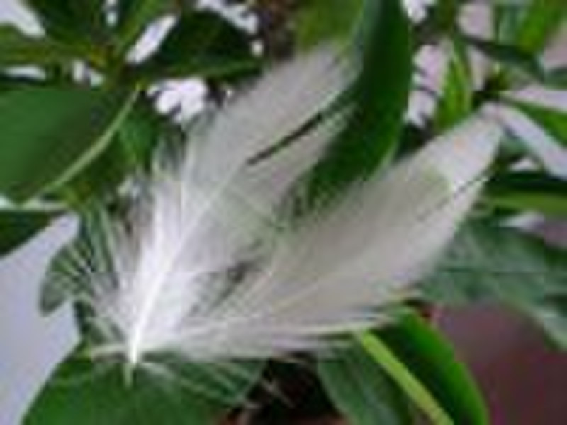 duck feather