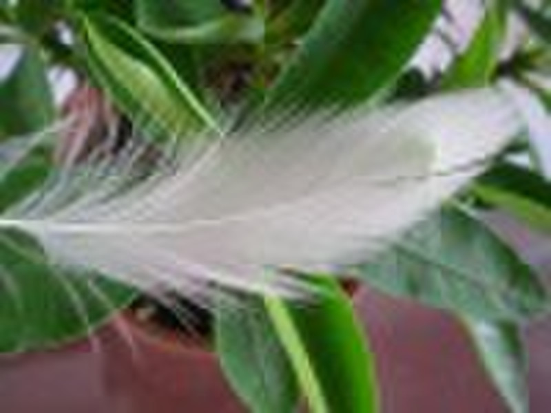 goose feather