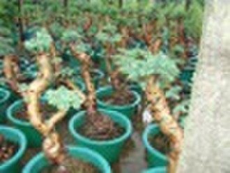 araucaria  heterophylla