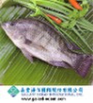 Gefrorene Tilapia Fische, ganz runde