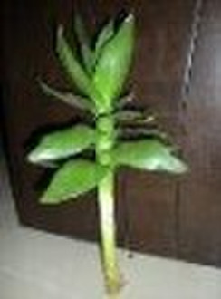 lotus lucky bamboo with leaves