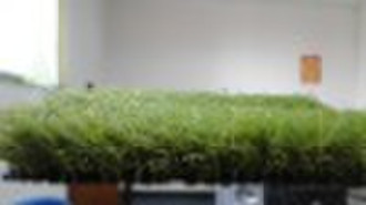 Landscaping turf for garden L MF/S MIX 35
