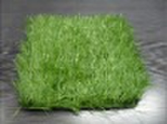 MIE-Soccer-BN  Soccer Field Grass