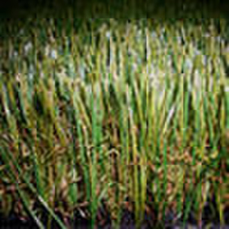 putting greens for golf