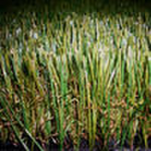 putting greens for golf