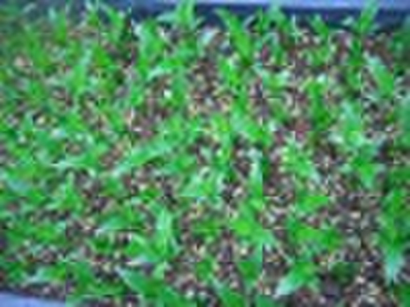 Dracaena arborea青年的植物
