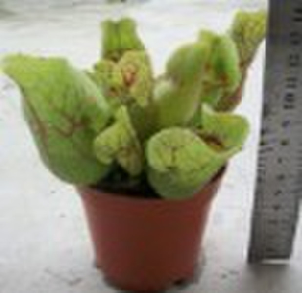 Dionaea muscipula的风险值的年轻工厂