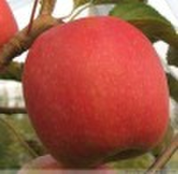 Red Fuji apple