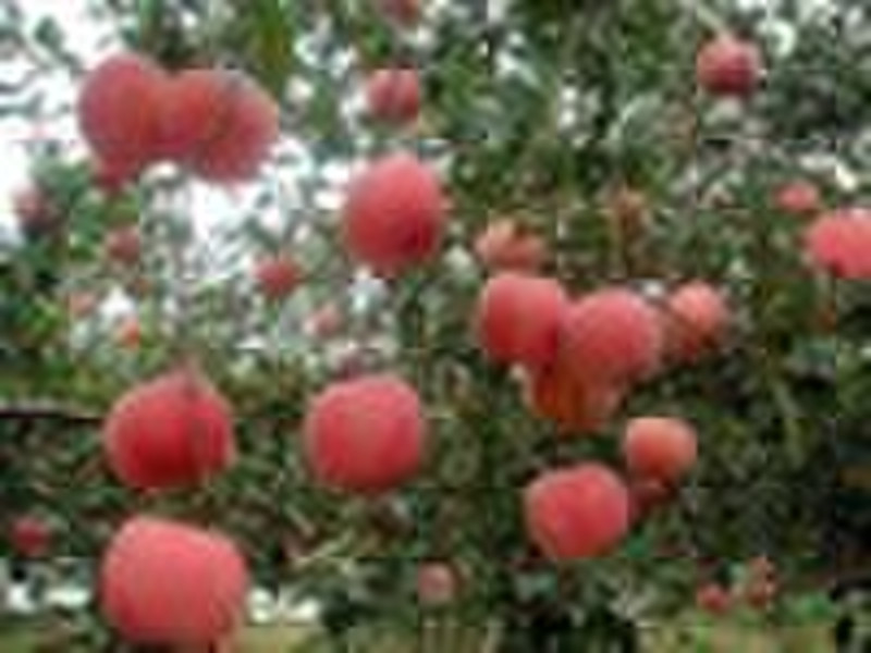 Fuji  apples