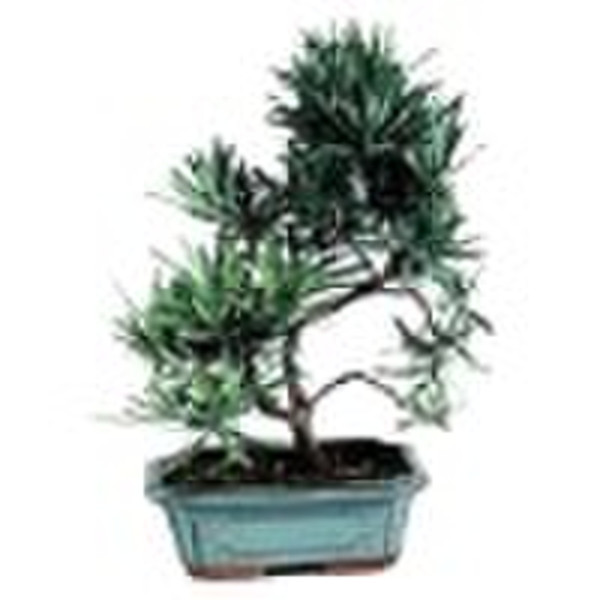 podocarpus bonsai