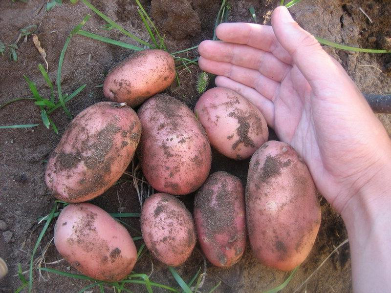 Kartoffeln Lebensmittel-Großhandel.