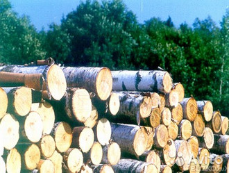 Buy birch logs.