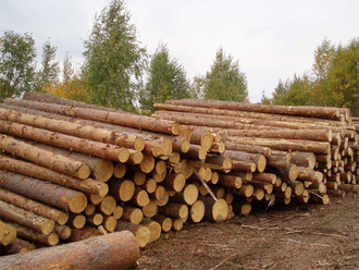 Buy pine timber