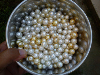 Loose South Sea Pearls from Indonesia